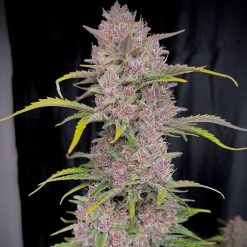 Banana Purple Punch