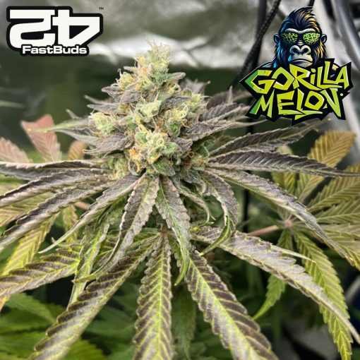 Gorilla Melon