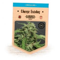 Cheese Exodus