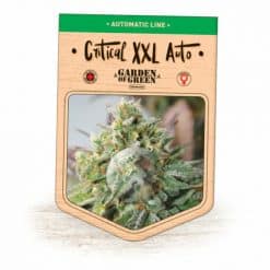 Critical XXL Auto