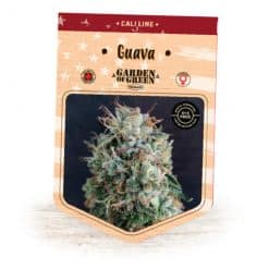 Guava