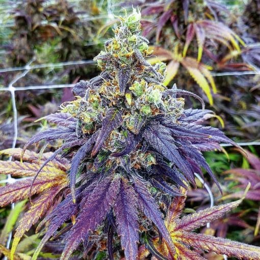 Purple Urkle