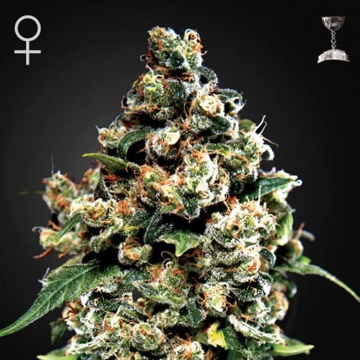 Jack Herer