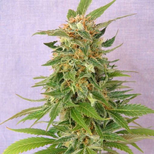 Ginger Punch Auto