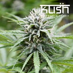 Fire Kush CBD