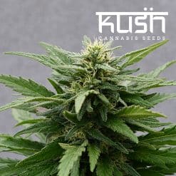 Sour Kush CBD