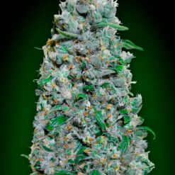 Auto Afghan Mass XXL