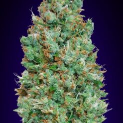 Auto Blueberry