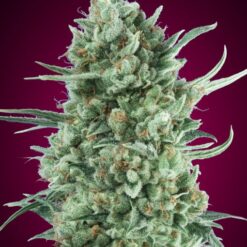 Auto Bubble Gum XXL