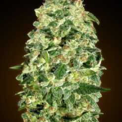 Auto California Kush