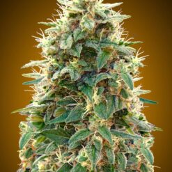 Auto 00 Cheese