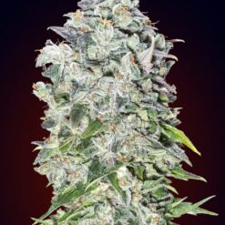 Auto 00 Kush