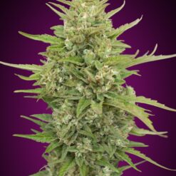 Auto Super Skunk