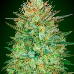 Auto Sweet Critical