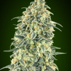 Auto White Widow XXL