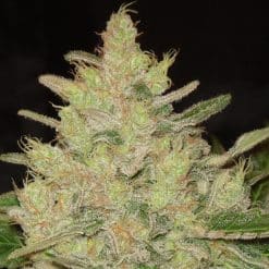 Blueberry Ghost OG