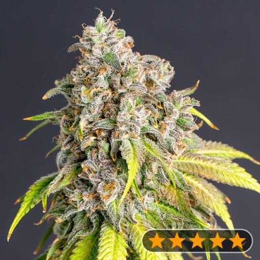 Lemon Haze Original