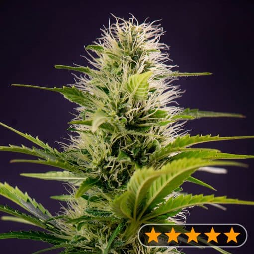 Silver Haze Original