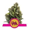 Candy Kush Express Fast Version