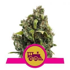 Candy Kush Express Fast Version