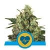 Medical Mass CBD