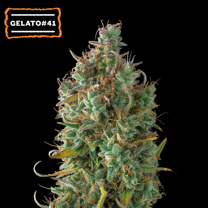 Buy Gelato 41 Auto – High THC & Quick Flowering