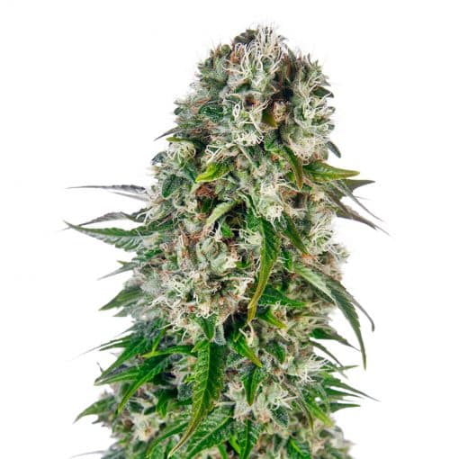 Big Bud Auto