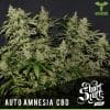 Auto Amnesia CBD