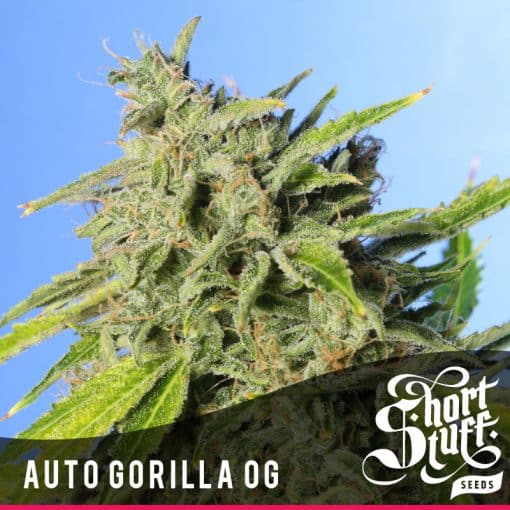 Auto Gorilla OG