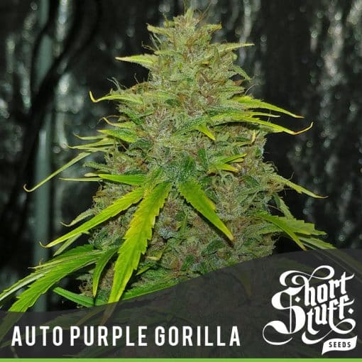 Auto Purple Gorilla