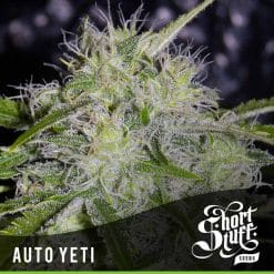 Auto Yeti