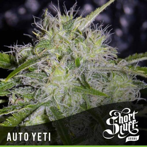 Auto Yeti