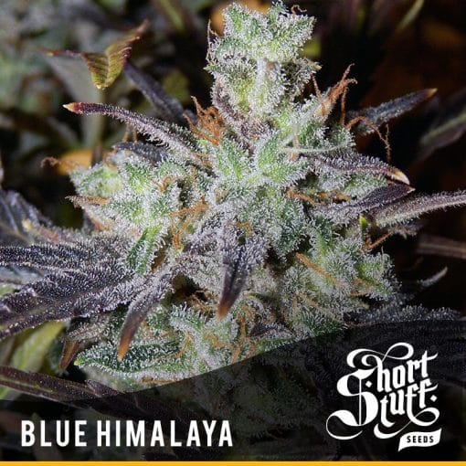 Blue Himalaya