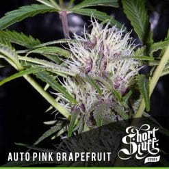 Pink Grapefruit