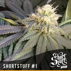 ShortStuff #1