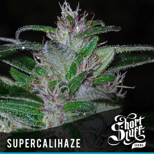 Super Cali Haze