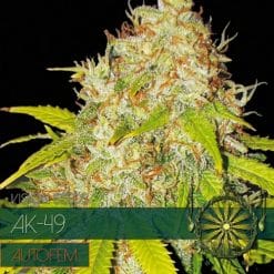 AK-49 Auto