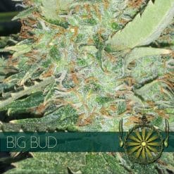 Big Bud