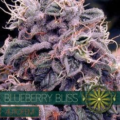 Blueberry Bliss Auto