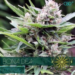 Bona Dea CBD+