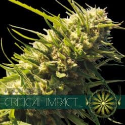 Critical Impact