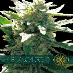 La Blanca Gold