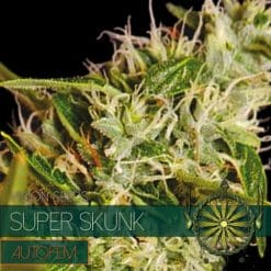 Super Skunk Auto